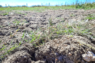 Dried, cracked earth at Chimney Meadows during the drought and heatwave of August 2022.