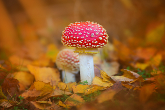 Fly agaric mushroom