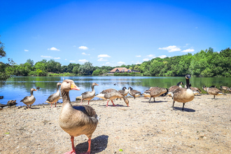 Geese on the lake at the Nature Discovery Centre