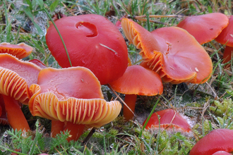 A clump of bright red fungi showing gills underneath on grassland. 