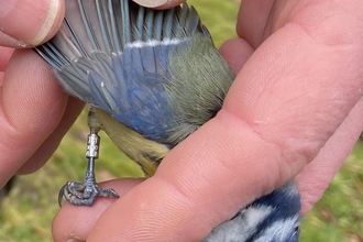 a blue tit is held in a man's hand while he examines its plumage 