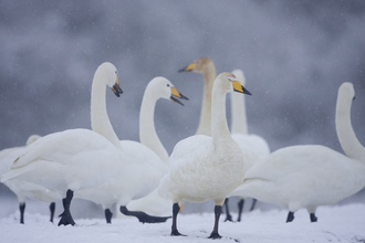 Whooper swans in winter snow