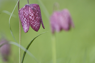 Snake's Head Fritillary