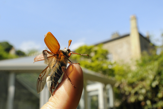 A cockchafer beetle about to take flight. Picture: Nick Upton/2020Vision