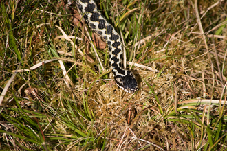 Male adder