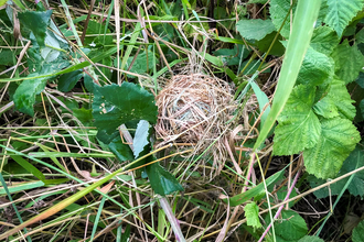 A harvest mouse nest in a field margin in West Oxfordshire. Picture: Lucy Stoddart