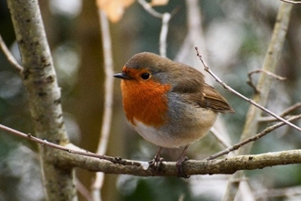 A robin sits on a twig