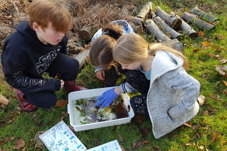 Three children looking around a white tray filled with pond water and pond creatures. 