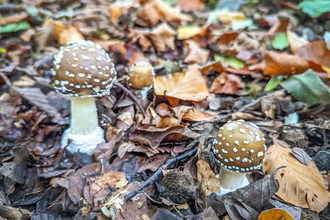 Panther cap fungus mushrooms at BBOWT's Warburg Nature Reserve