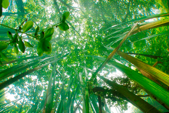 Underwater image of Branched Bur-reed growing in a river