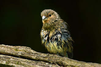 Juvenile bullfinch perched on a branch with wet feathers after bathing