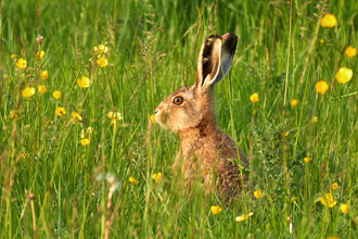 Brown hare in a field of buttercups