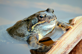 Close up of a common frog on pond surface