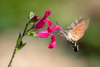 Hummingbird hawk-moth hovering by a flower, feeding on nectar