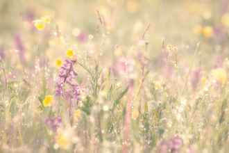 Morning dew on a beautiful wildflower meadow