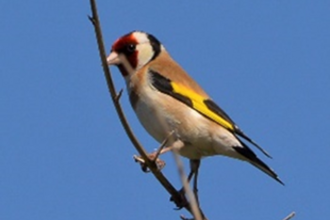 European Goldfinch by Mike Weston