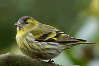 Eurasian Siskin by Ailsa Claybourn