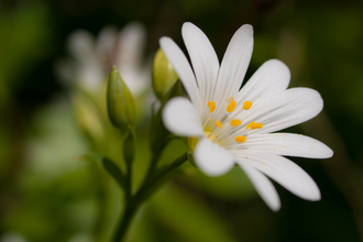 Lesser stitchwort