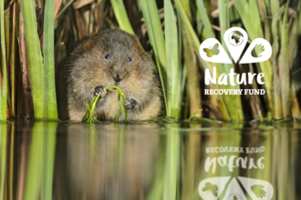 A water vole sat on the edge of water, chewing on vegetation