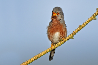 Dartford warbler singing from a branch