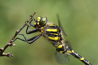 Golden-ringed dragonfly