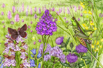 Wildlife illustration of a wildflower meadow