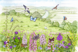 Illustration of Hartslock Nature Reserve showing green meadows, flowers, birds and butterflies