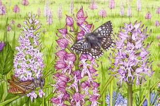 Wildlife illustration of orchids