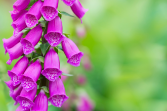 A close up of the bright pink foxglove flowers