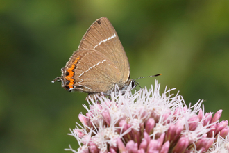 White-letter hairstreak