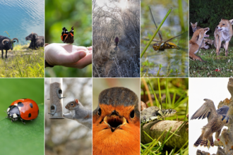 10 images on various wildlife, including robin, hebridean sheep and a peregrine falcon