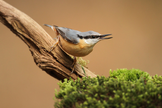 Nuthatch on a branch with open beak