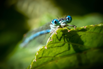 A white-legged damselfly peeking out from behind a leaf.