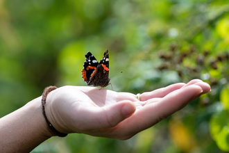 Red admiral butterfly on a person's hand