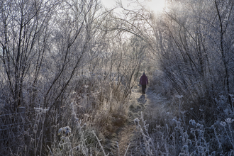 A person walking through a frosty nature reserve in winter, Cholsey Marsh