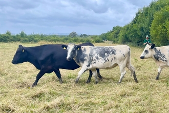 Three cows walking along a meadow