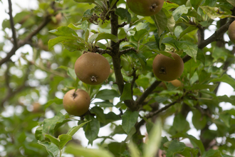 Three apples hanging from a tree