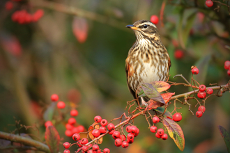 A redwing perched amongst bright red berries