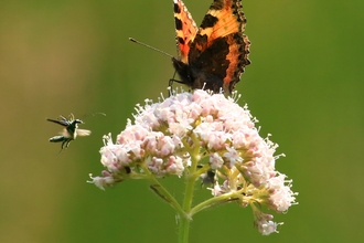 Jon Hawkins - Surrey Hills Photography Butterfly