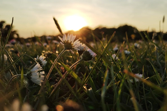 Low-angle view of daisies on Greenham Common, Berkshire