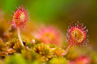 Macro image of a round-leaved sundew