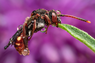 Macro image of an armed nomad bee on a flower