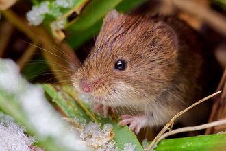 Close up of a bank vole on frosty ground