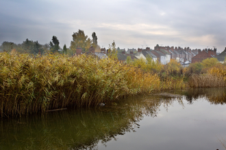 River and reedbed with housing in the background