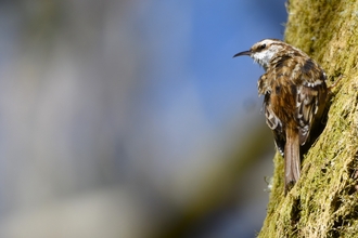 A treecreeper on a mossy trunk 