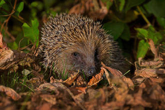 Hedgehog at night surrounded by fallen leaves