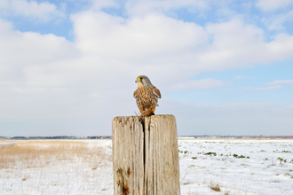 Kestrel perched on a post in a snow covered field