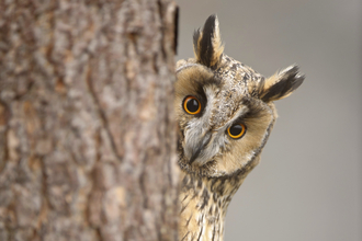 Face of a long-eared owl peering around a tree trunk