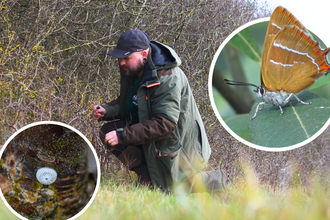 A man peering into a hedgerow alongside isolated images of a brown hairstreak butterfly perched on a leaf, and a butterfly egg on a branch.