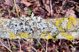 Orange and pale blue lichen on a branch